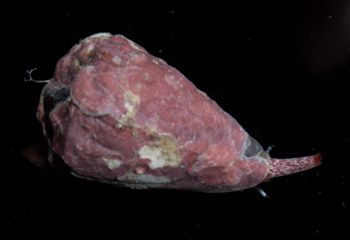Media type: image;   Malacology 399109 Description: live specimen;